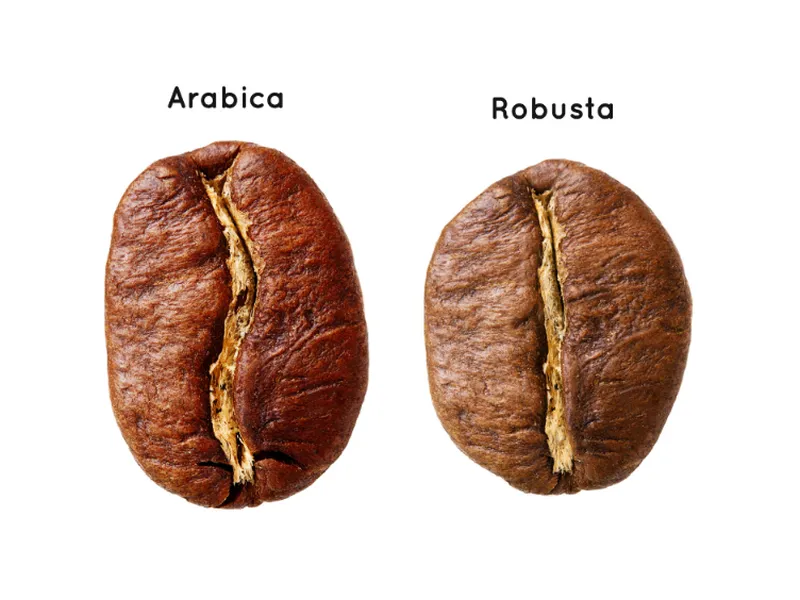 Các Loại Hạt Cà Phê Nổi Tiếng Bạn Nên Biết