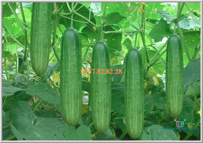 che sextoy cho nu che sextoy cho nu