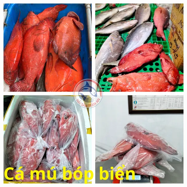 Cá mú biển Phú Quý