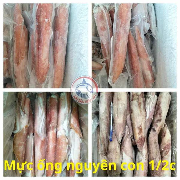 Mực ống nguyên con cấp đông Phú Quý