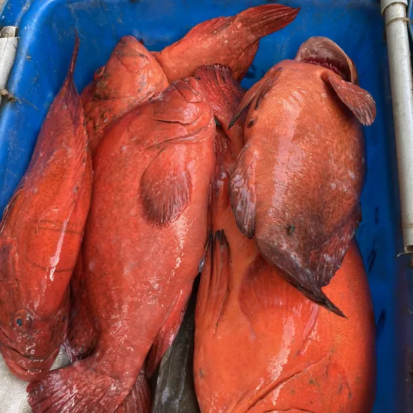Cá mú biển Phú Quý
