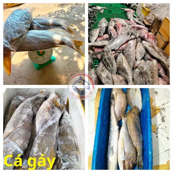 Cá tươi Phú Quý