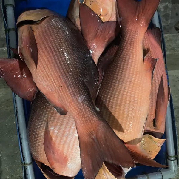 Cá Hồng Chuối Phú Quý