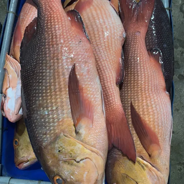 Cá Hồng Chuối Phú Quý