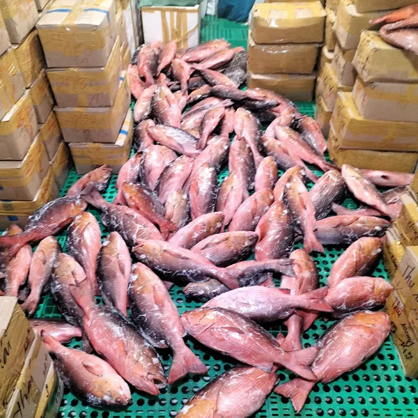 Cá Hồng Chuối Phú Quý