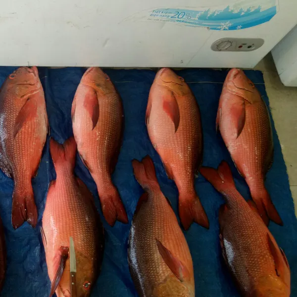 Cá Hồng Chuối Phú Quý