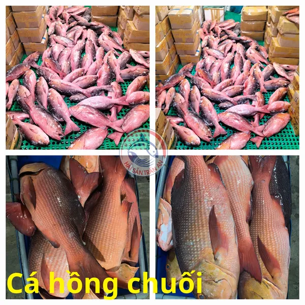 Cá tươi Phú Quý