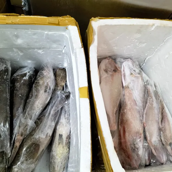 Cá mú chấm sông vàng Phú Quý