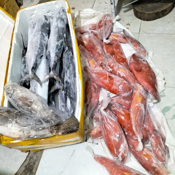 Cá mú chấm sông vàng Phú Quý