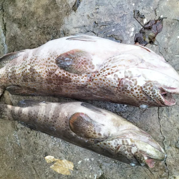 Cá mú chấm sông vàng Phú Quý