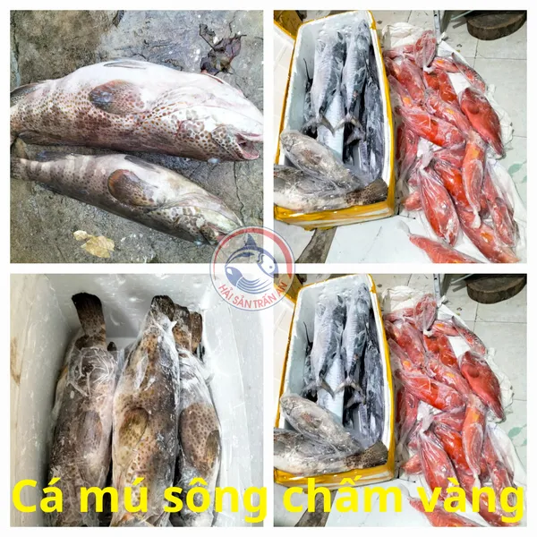 Cá mú chấm sông vàng Phú Quý