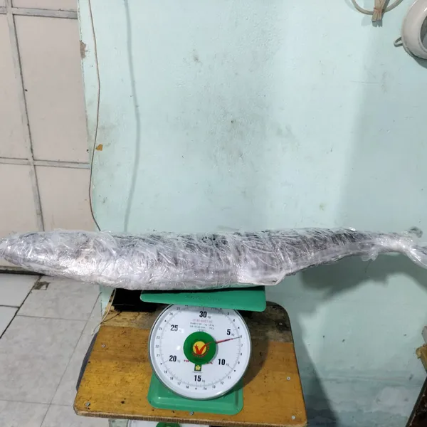 Cá thu nguyên con Phú Quý