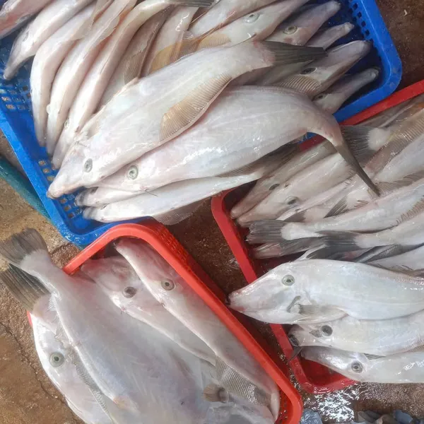 Cá bò giấy