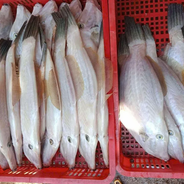 Cá bò giấy