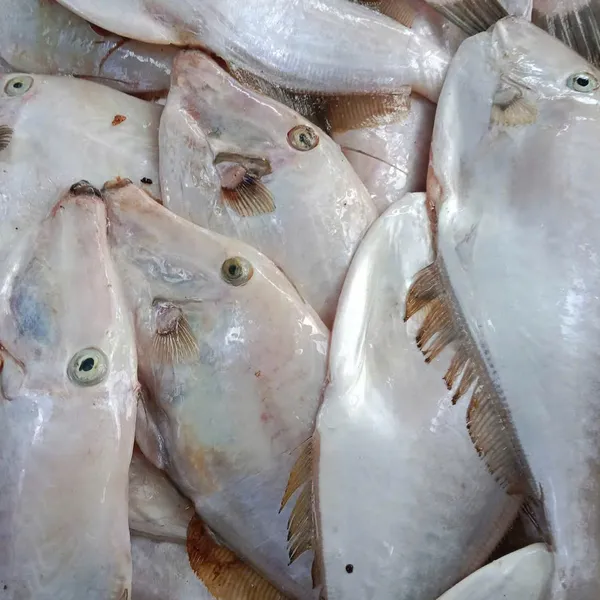 Cá bò giấy