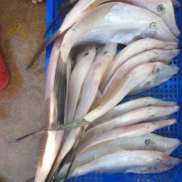 Cá bò giấy