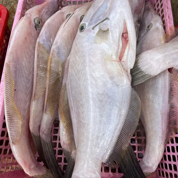 Cá bò giấy