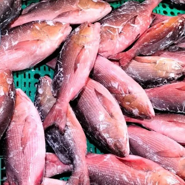 Cá Hồng Chuối
