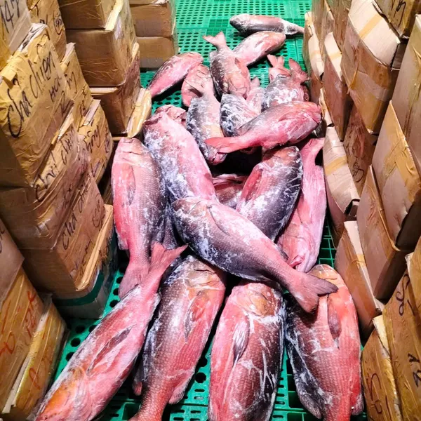 Cá Hồng Chuối