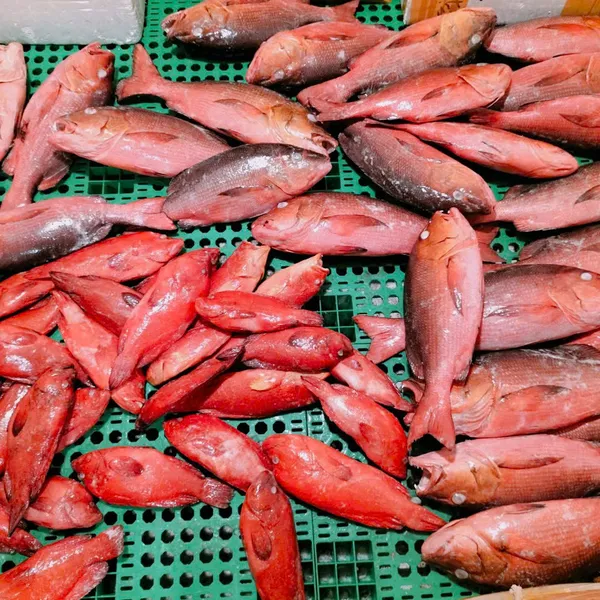 Cá Hồng Chuối