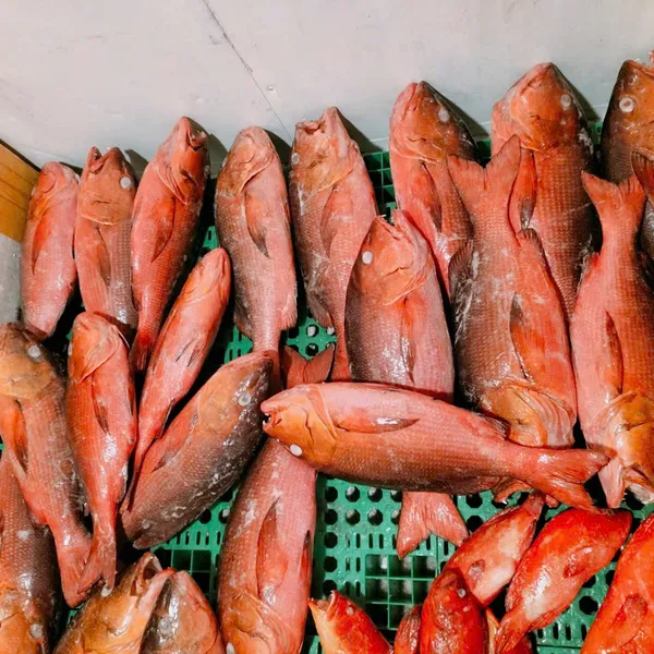Cá Hồng Chuối