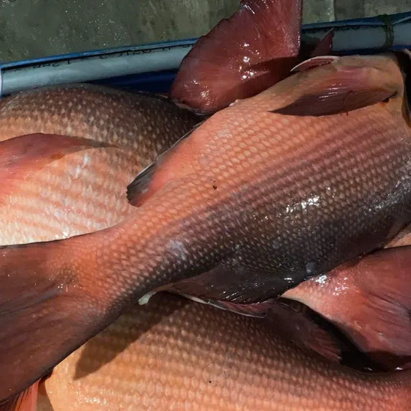 Cá Hồng Chuối
