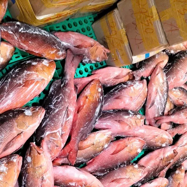Cá Hồng Chuối