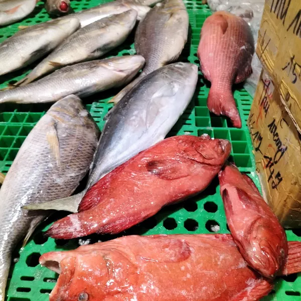 Cá mú biển Phú Quý
