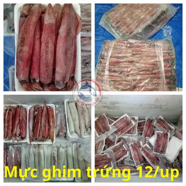 Mực ghim trứng đông tàu Phú Quý