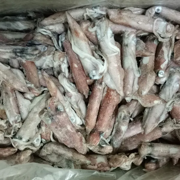 Mực ống 20/24 con Phú Quý