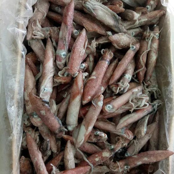 Mực ống 20/24 con Phú Quý