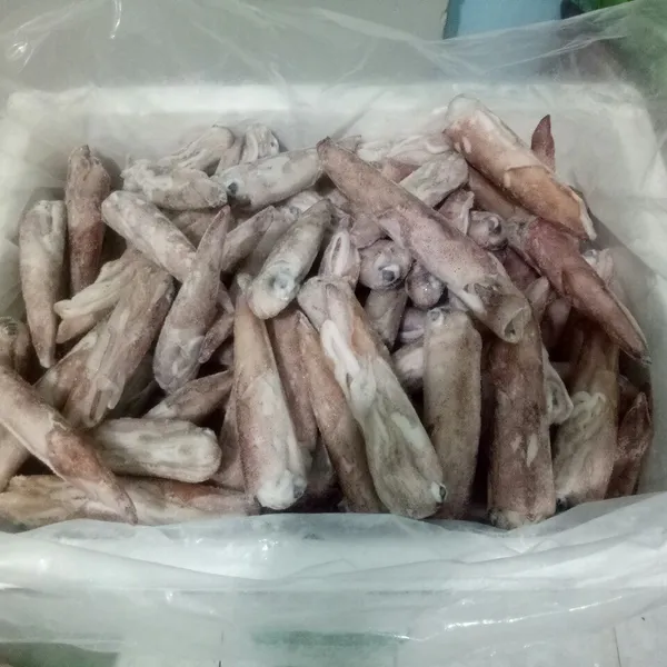 Mực ống 20/24 con Phú Quý