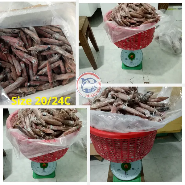 Mực ống nguyên con cấp đông Phú Quý