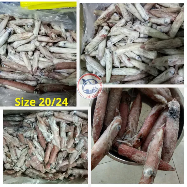Mực ống đông tàu Phú Quý