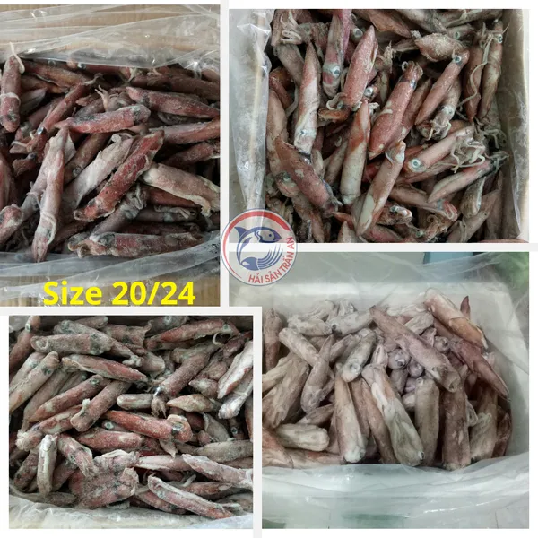 Mực ống nguyên con cấp đông Phú Quý