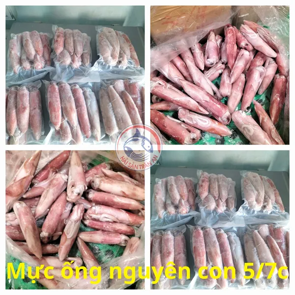 Mực ống nguyên con cấp đông Phú Quý