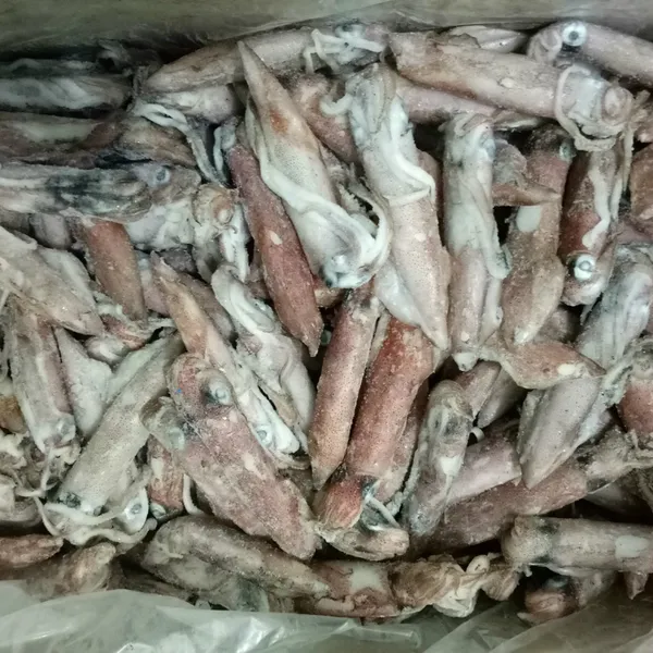 Mực ống 20/24 con Phú Quý