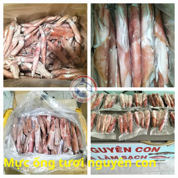 Mực ống nguyên con cấp đông Phú Quý