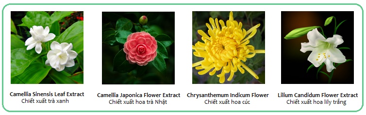 Thành phần sữa rửa mặt cho da nhờn Sakura Purifying Cleanser chiết xuất từ thiên nhiên