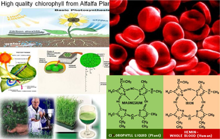 Cấu trúc thành phần phân tử diệp lục Cấu trúc thành phần phân tử diệp lục