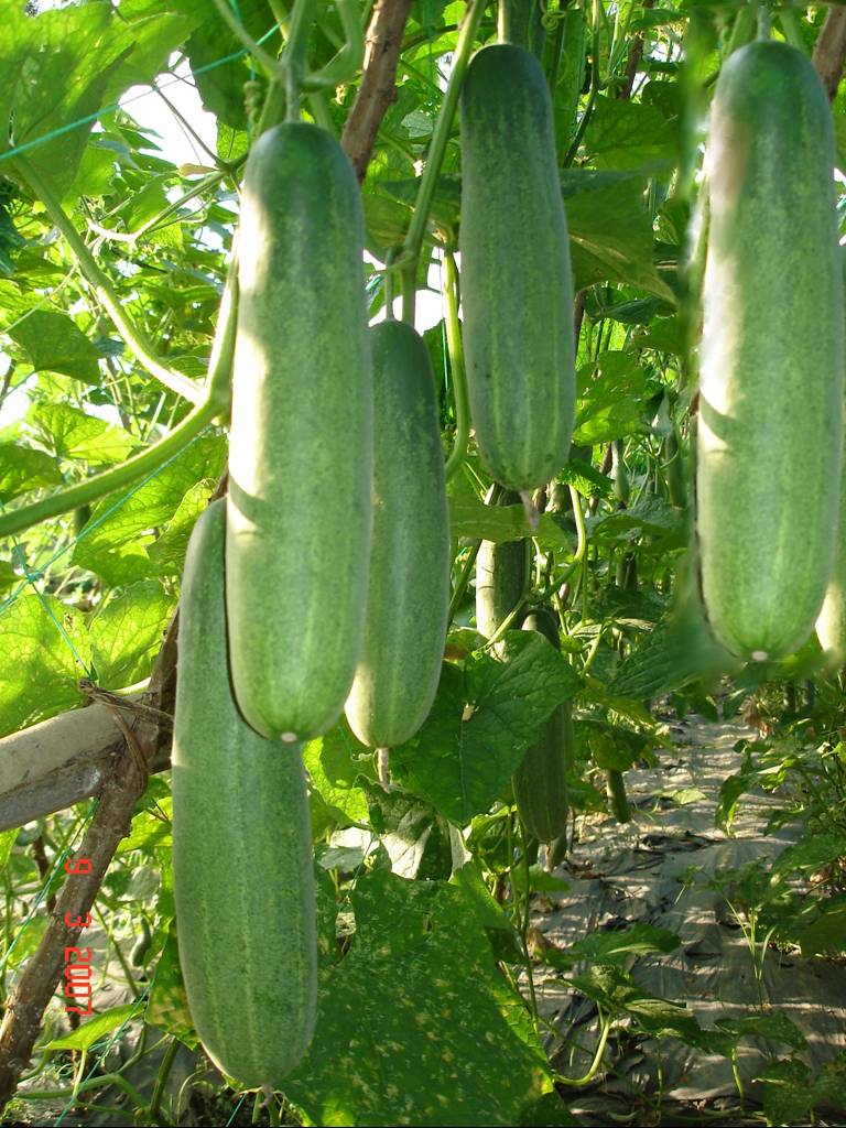 Dưa chuột Dưa chuột