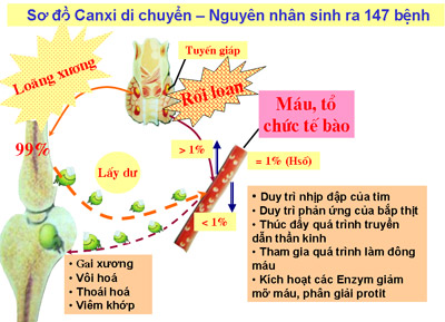 Sơ đồ canxi di chuyển Sơ đồ canxi di chuyển