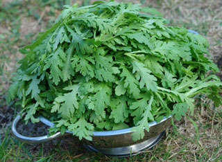 Cải cúc Cải cúc