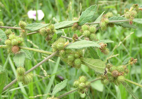 Trị nám da mặt từ lá cây ké