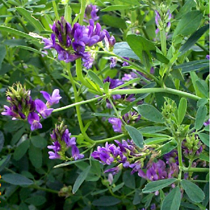 Cỏ linh lăng Cỏ linh lăng