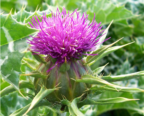 Cúc gai (Blessed Thistle)