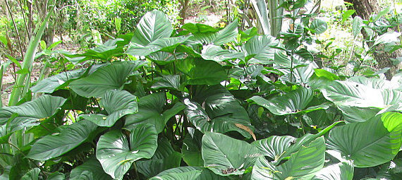 Thảo dược trị đau nhức xương khớp Thảo dược trị đau nhức xương khớp