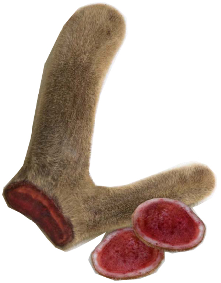 Nhung hươu tươi Neza