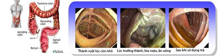 Hệ thống đường ruột Hệ thống đường ruột