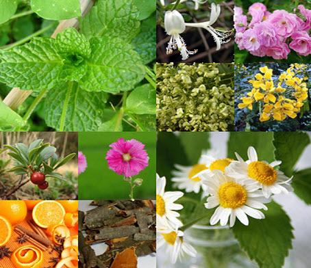 Thành phần trà thải độc ruột nature's tea Thành phần trà thải độc ruột nature's tea